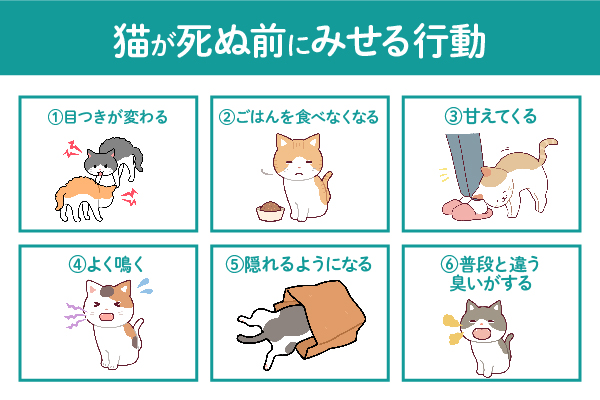 猫が死ぬ前にみせる行動