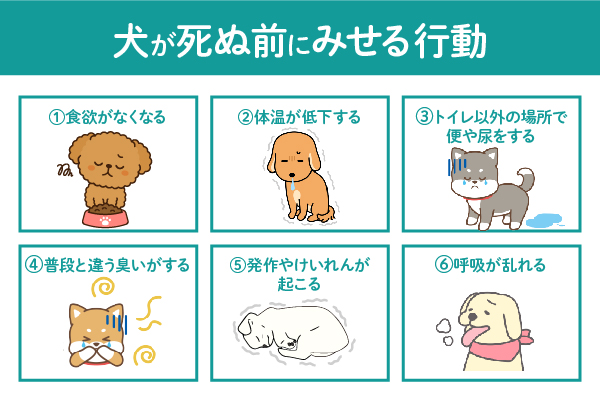 犬が死ぬ前に見せる行動