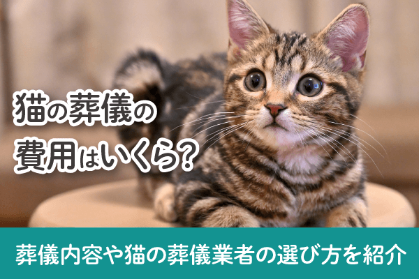 猫の葬儀の費用はいくら？葬儀内容や猫の葬儀業者の選び方を紹介