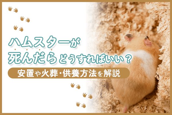 ハムスターが死んだらどうすればいい？安置や火葬・供養方法を解説
