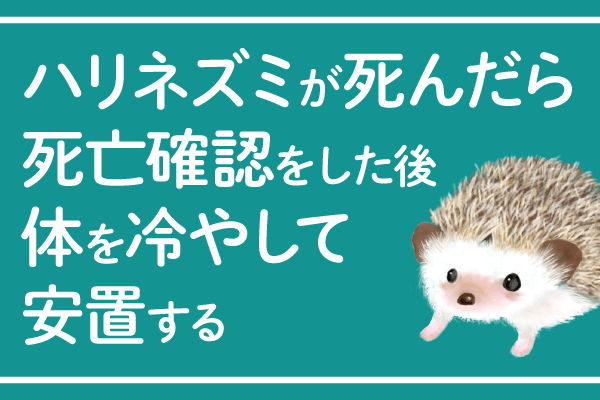 ハリネズミが死んだら死亡確認を行い体を冷やして安置する