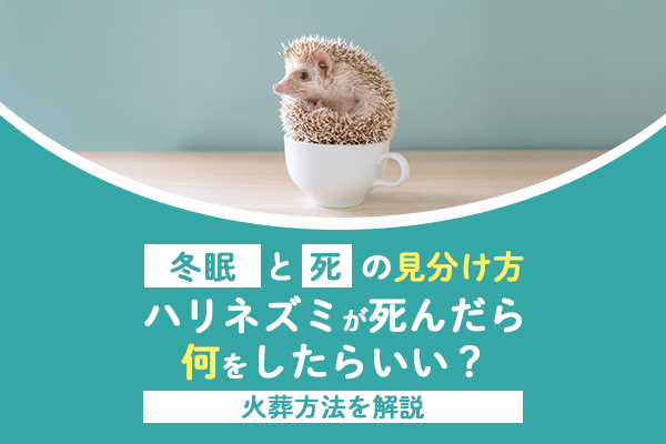 ハリネズミが死んだら何をしたらいい？冬眠と死の見分け方や火葬方法を解説