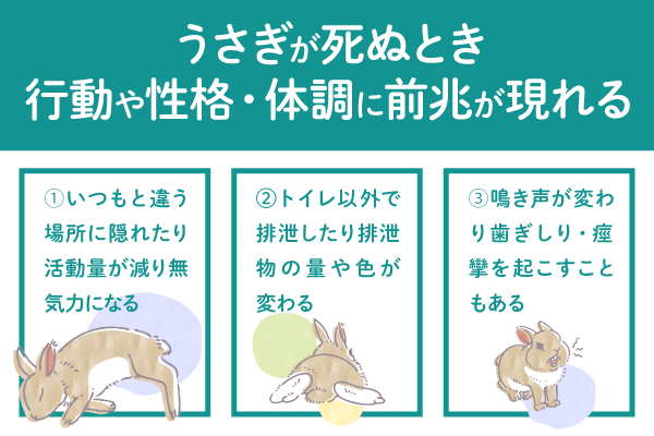 うさぎが死ぬ前の行動や性格・体調