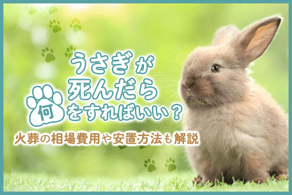 うさぎが死んだら何をすればいい？火葬の相場費用や安置方法も解説