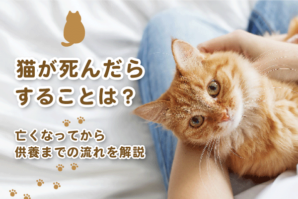 猫が死んだらすることは？亡くなってから供養までの流れを解説