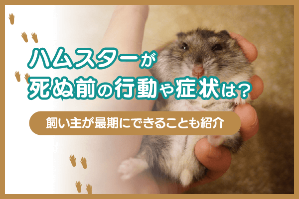 ハムスターが死ぬ前の行動や症状は？飼い主が最期にできることも紹介