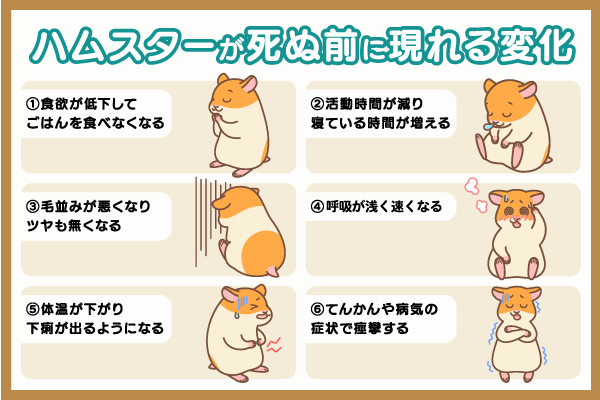 ハムスターが死ぬ前に現れる変化