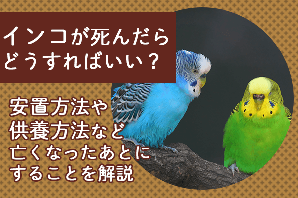 インコが死んだらどうすればいい？安置方法や供養方法など亡くなったあとにすることを解説