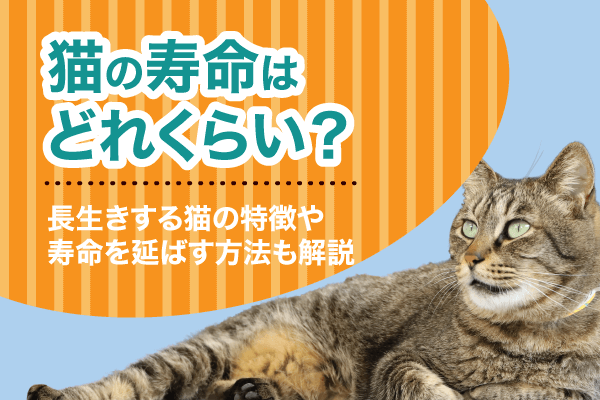 猫の寿命はどれくらい？長生きする猫の特徴や寿命を延ばす方法も解説