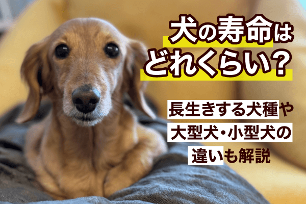 犬の寿命はどれくらい？長生きする犬種や大型犬・小型犬の違いも解説