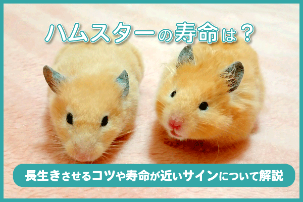 ハムスターの寿命は？長生きさせるコツや寿命が近いサインについて解説