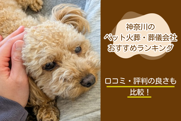 茶色のプードル